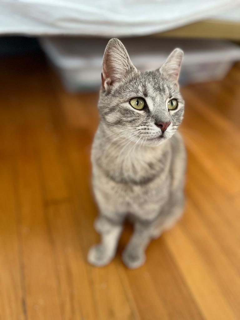 Enlarge Machu Peachu, a Adoptable mixed breed in Pawtucket, RI image 2/6