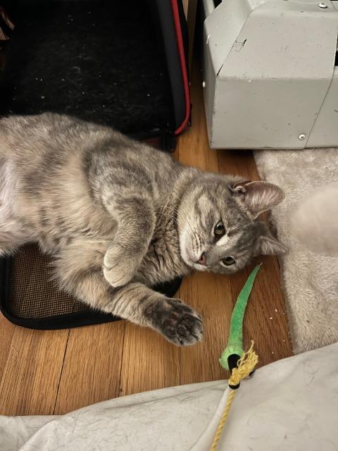 Enlarge Machu Peachu, a Adoptable mixed breed in Pawtucket, RI image 3/6