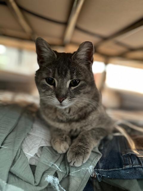 Enlarge Machu Peachu, a Adoptable mixed breed in Pawtucket, RI image 4/6