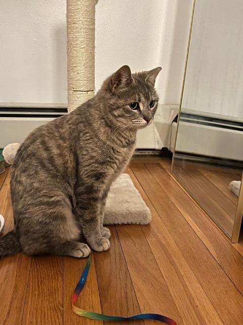 Enlarge Machu Peachu, a Adoptable mixed breed in Pawtucket, RI image 5/6