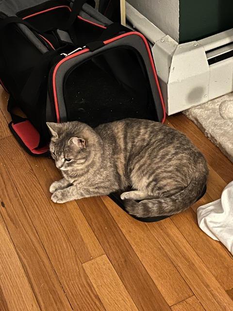 Enlarge Machu Peachu, a Adoptable mixed breed in Pawtucket, RI image 6/6