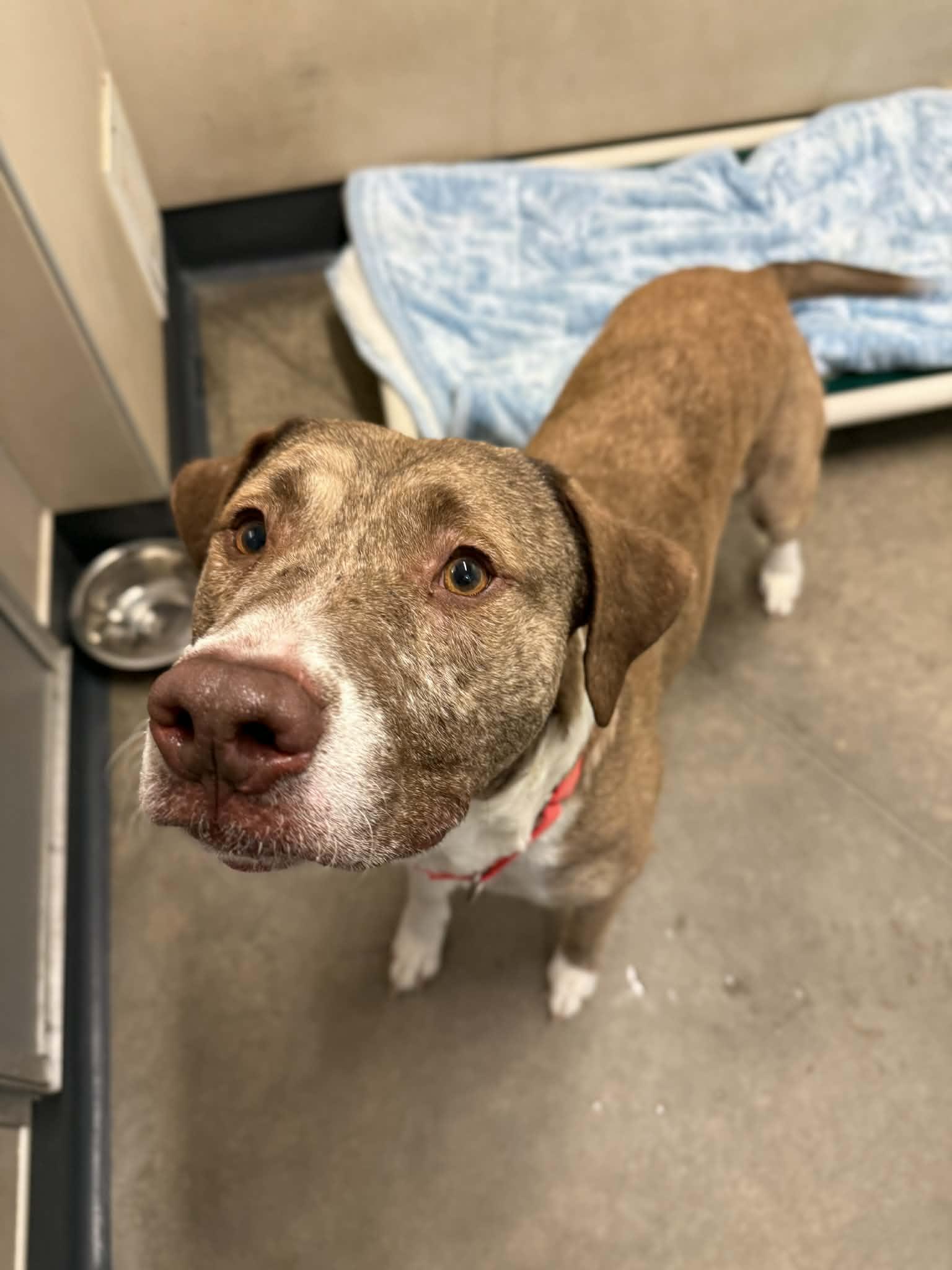 Dexter, Adoptable, Young Male Pit Bull Terrier & Boxer.