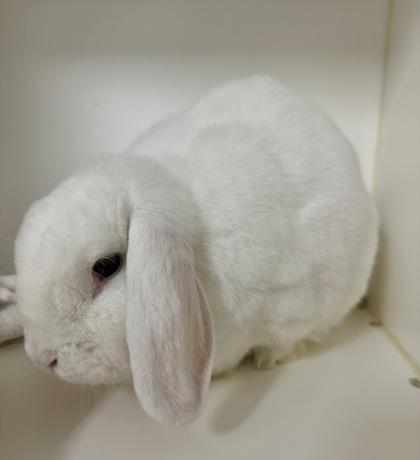 Sugar (Adoption Ambassador), Adoptable, Adult Female Bunny Rabbit.
