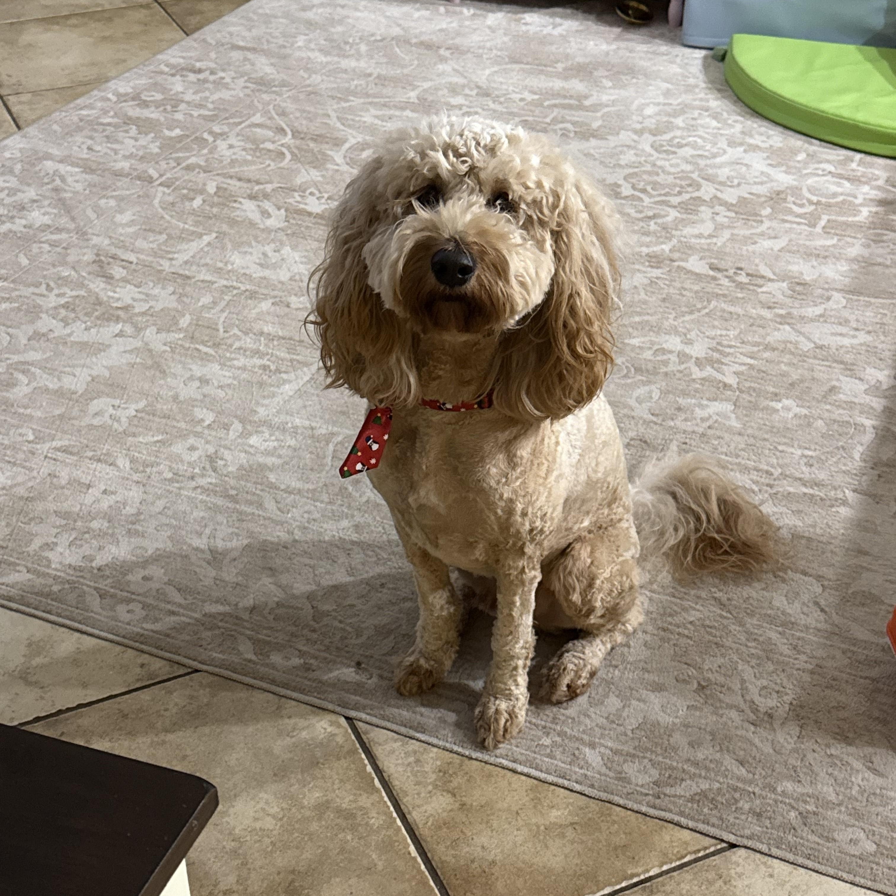 Queso - TRAINED DOG , ADOPTABLE, Adult Male Goldendoodle & Cavalier King Charles Spaniel.