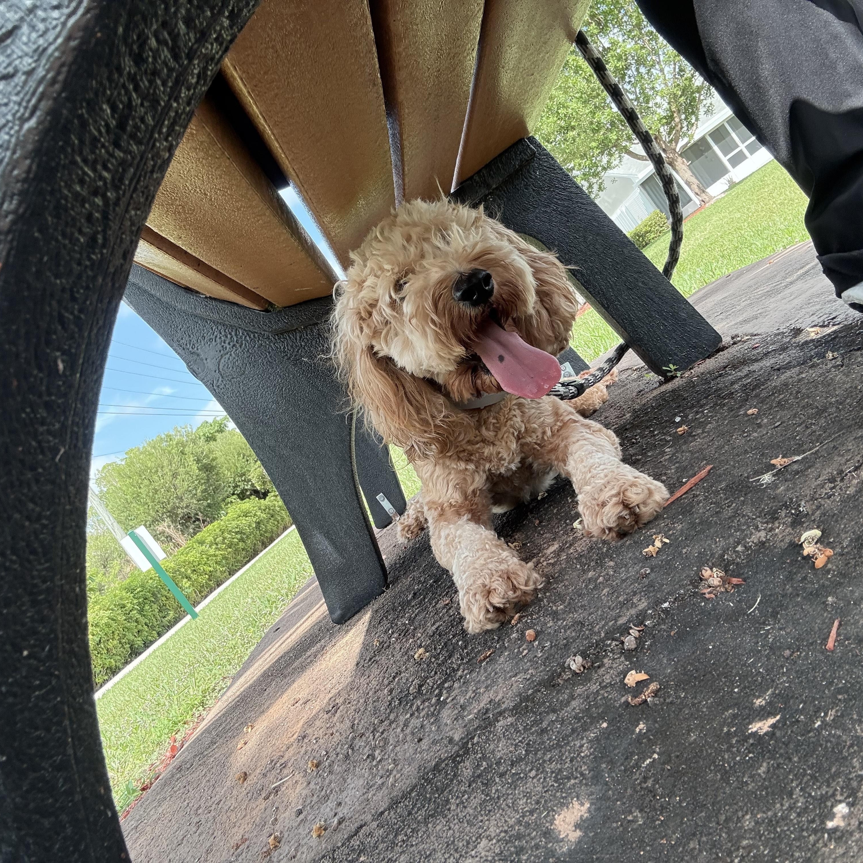 Enlarge Queso - TRAINED DOG , a ADOPTABLE mixed breed in Miami, FL image 3/3
