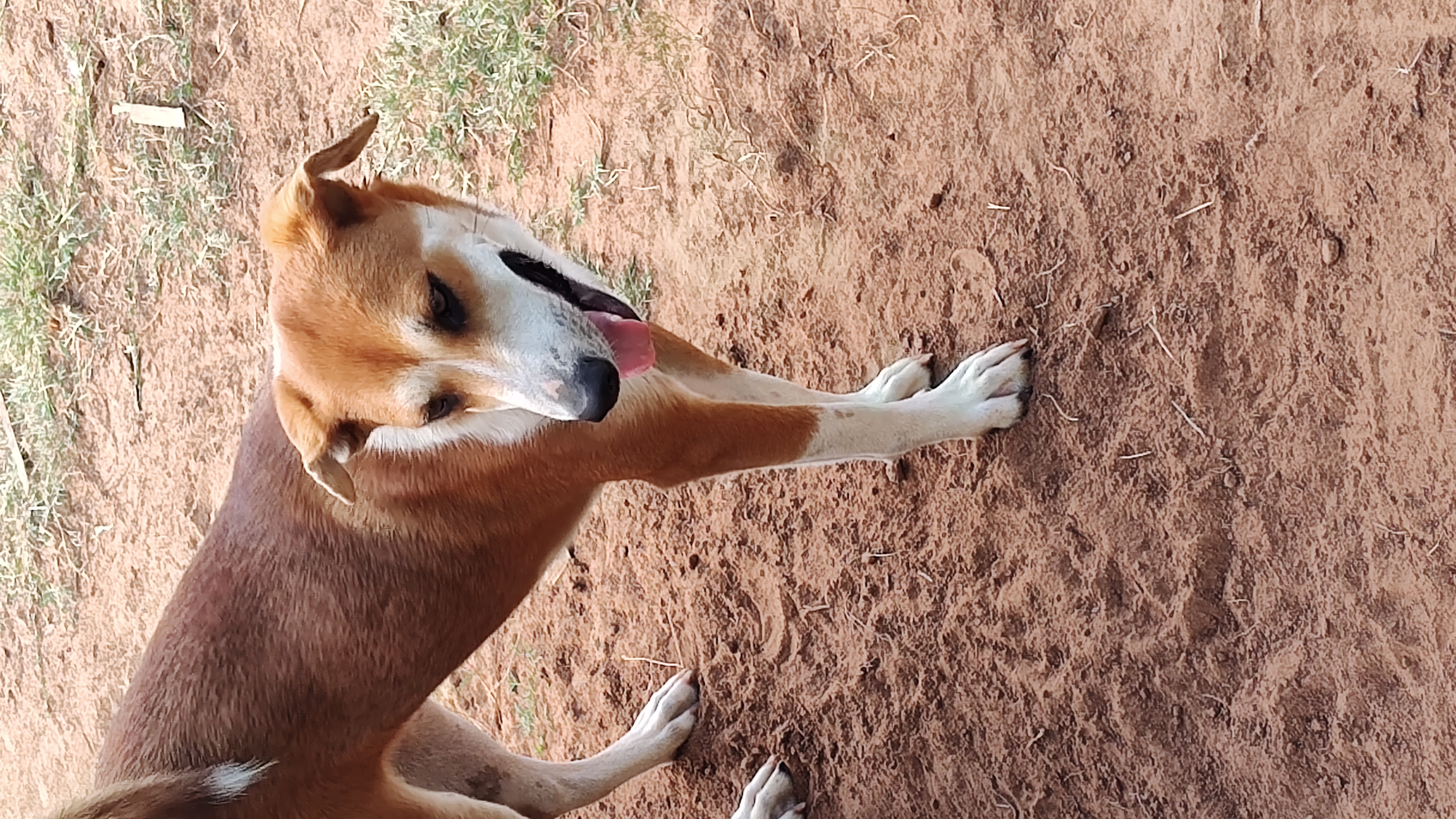 Enlarge Cupcake, a Adoptable Shepherd in Paradise, TX image 2/2