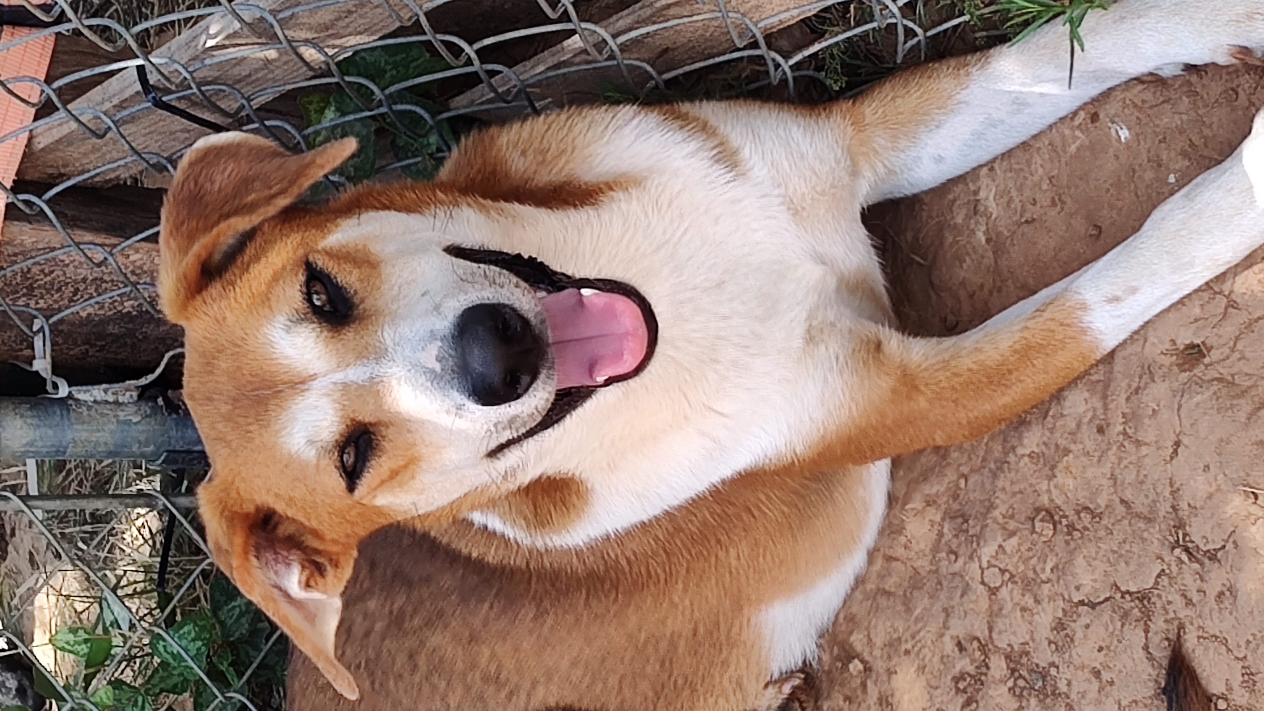 Enlarge Cupcake, a Adoptable Shepherd in Paradise, TX image 1/2