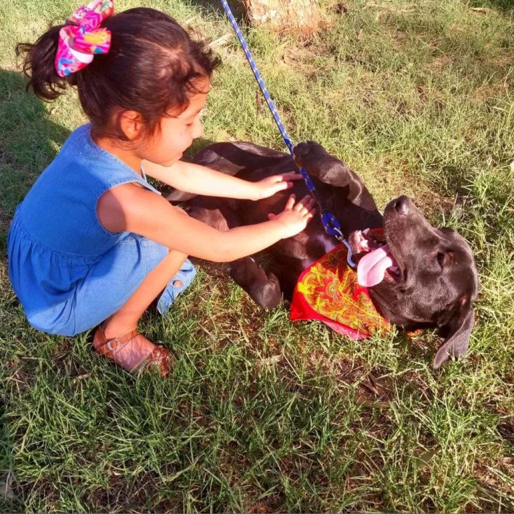 Enlarge Coco, a Adoptable mixed breed in San Diego, CA image 2/3