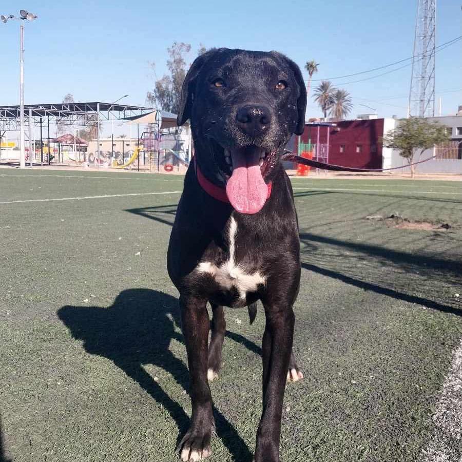 Enlarge Coco, a Adoptable mixed breed in San Diego, CA image 3/3