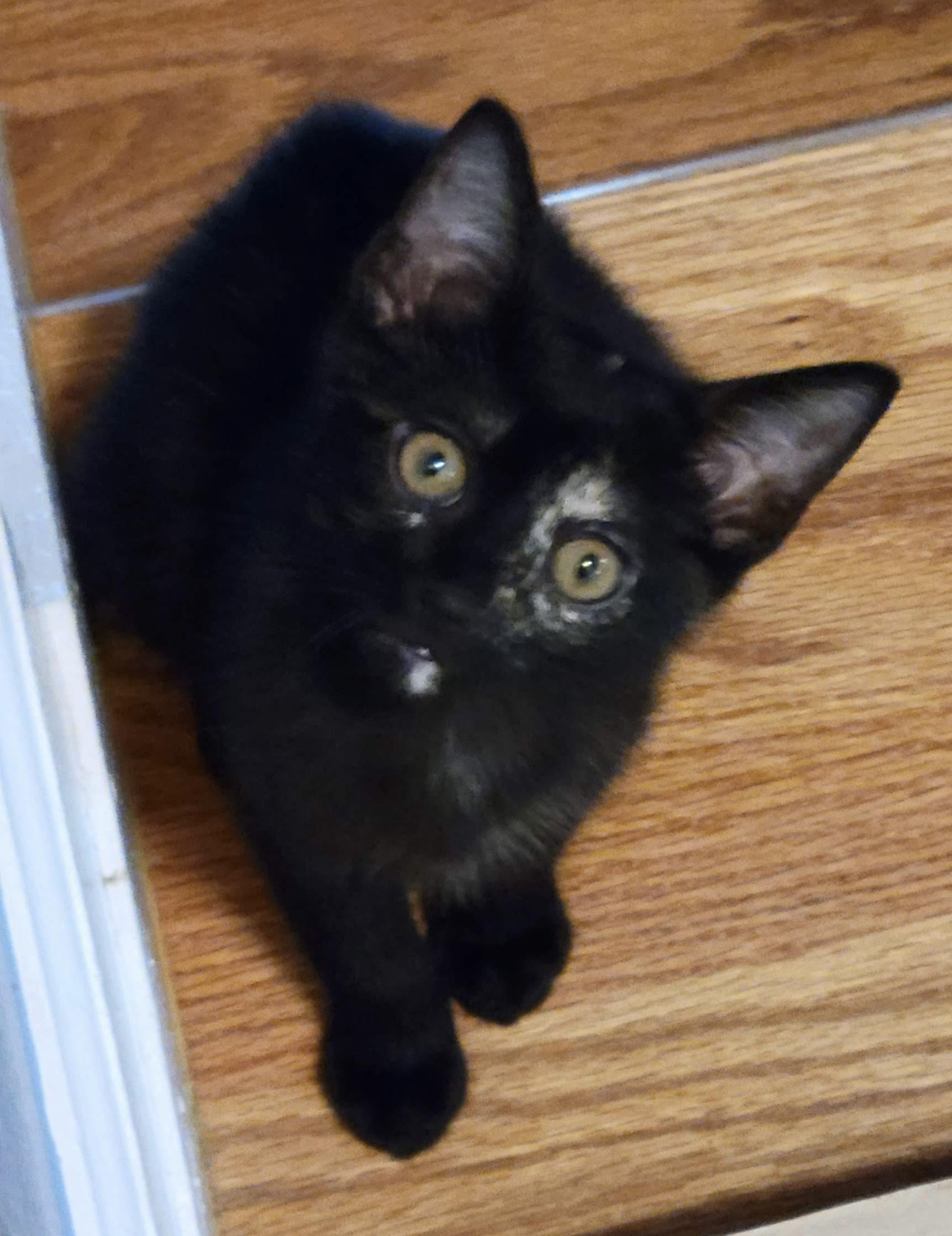 Lulu, an adopted mixed breed in Sanford, NC image 3/3