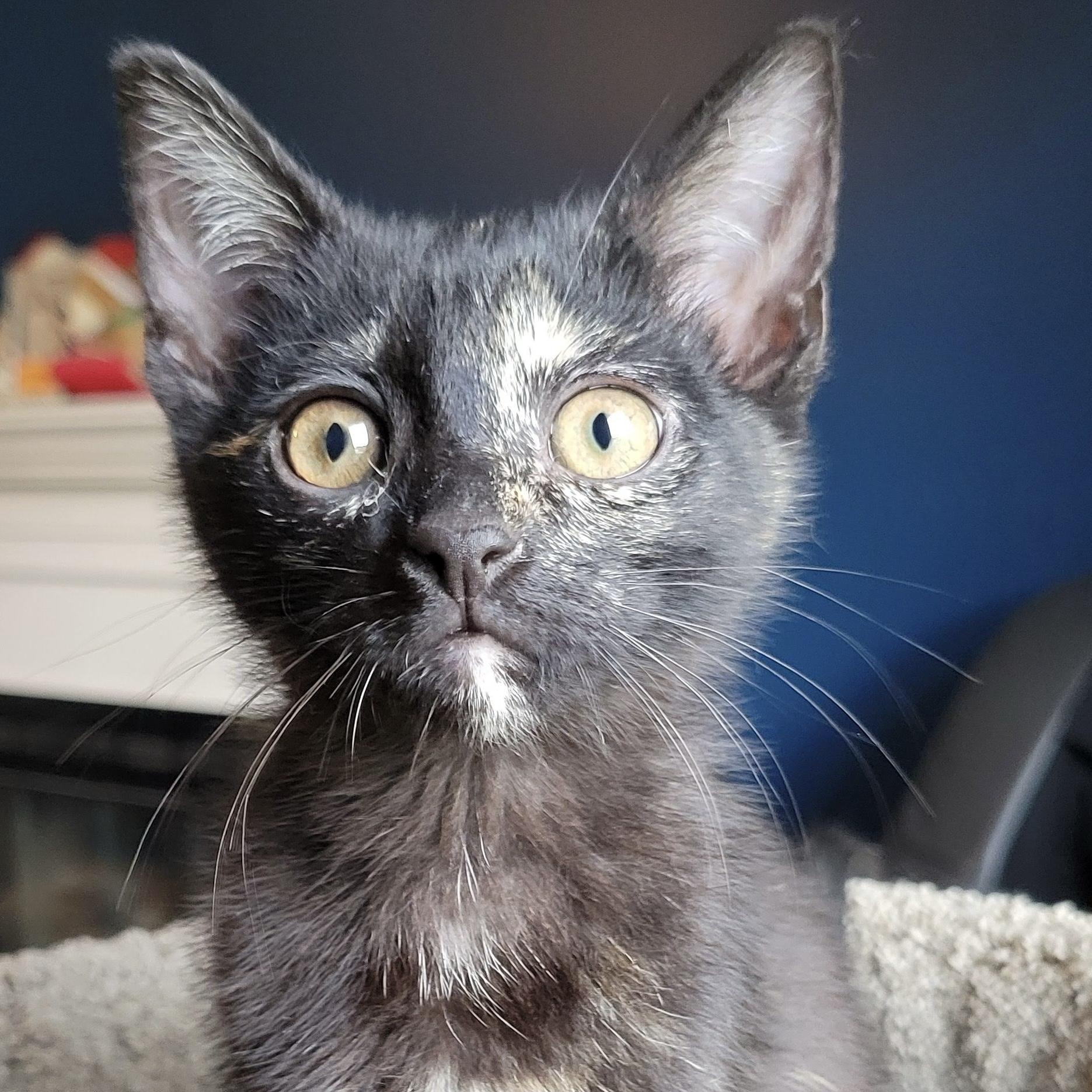 Lulu, adopted, Kitten Female Tortoiseshell & Domestic Short Hair.