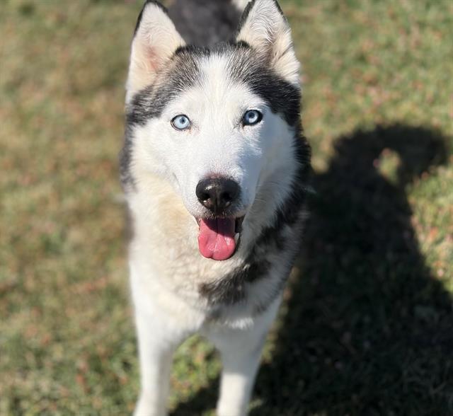 Enlarge MARIO, a Adoptable Siberian Husky in Fairfield, CA image 1/1
