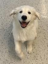 Enlarge Toley, an adopted Great Pyrenees in Glasgow, KY image 1/2
