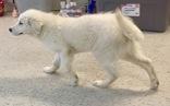 Enlarge Toley, an adopted Great Pyrenees in Glasgow, KY image 2/2
