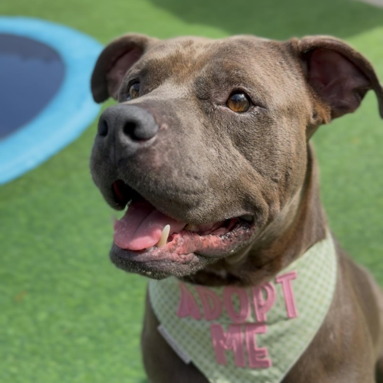 Mr. Piggy Pants, Adoptable, Adult Male Pit Bull Terrier.