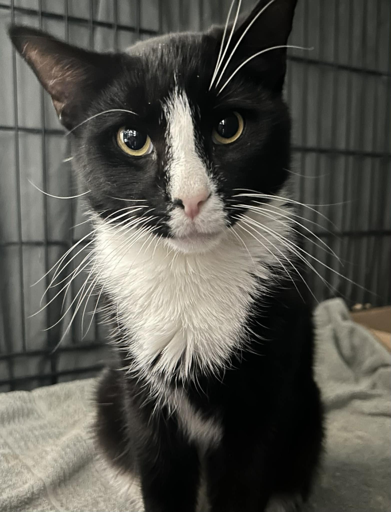 Enlarge Georgio, a ADOPTABLE Domestic Short Hair in Westfield, MA image 1/1