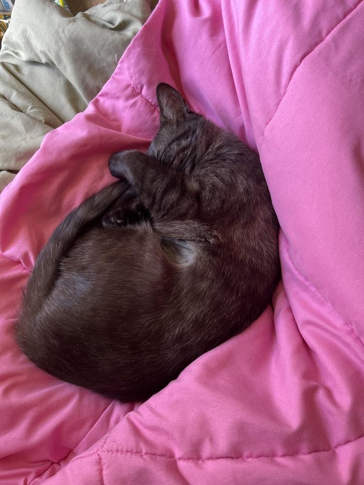 May Flower, Adoptable, Young Female Domestic Short Hair.