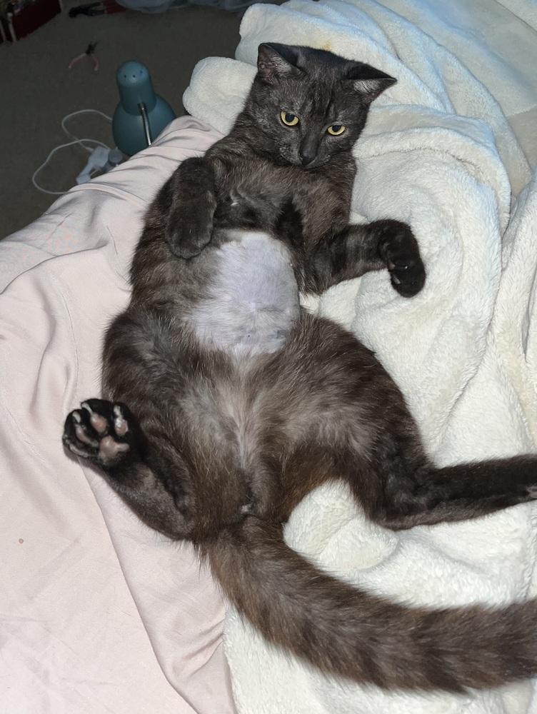 Enlarge May Flower, a Adoptable mixed breed in Brandon, FL image 4/6
