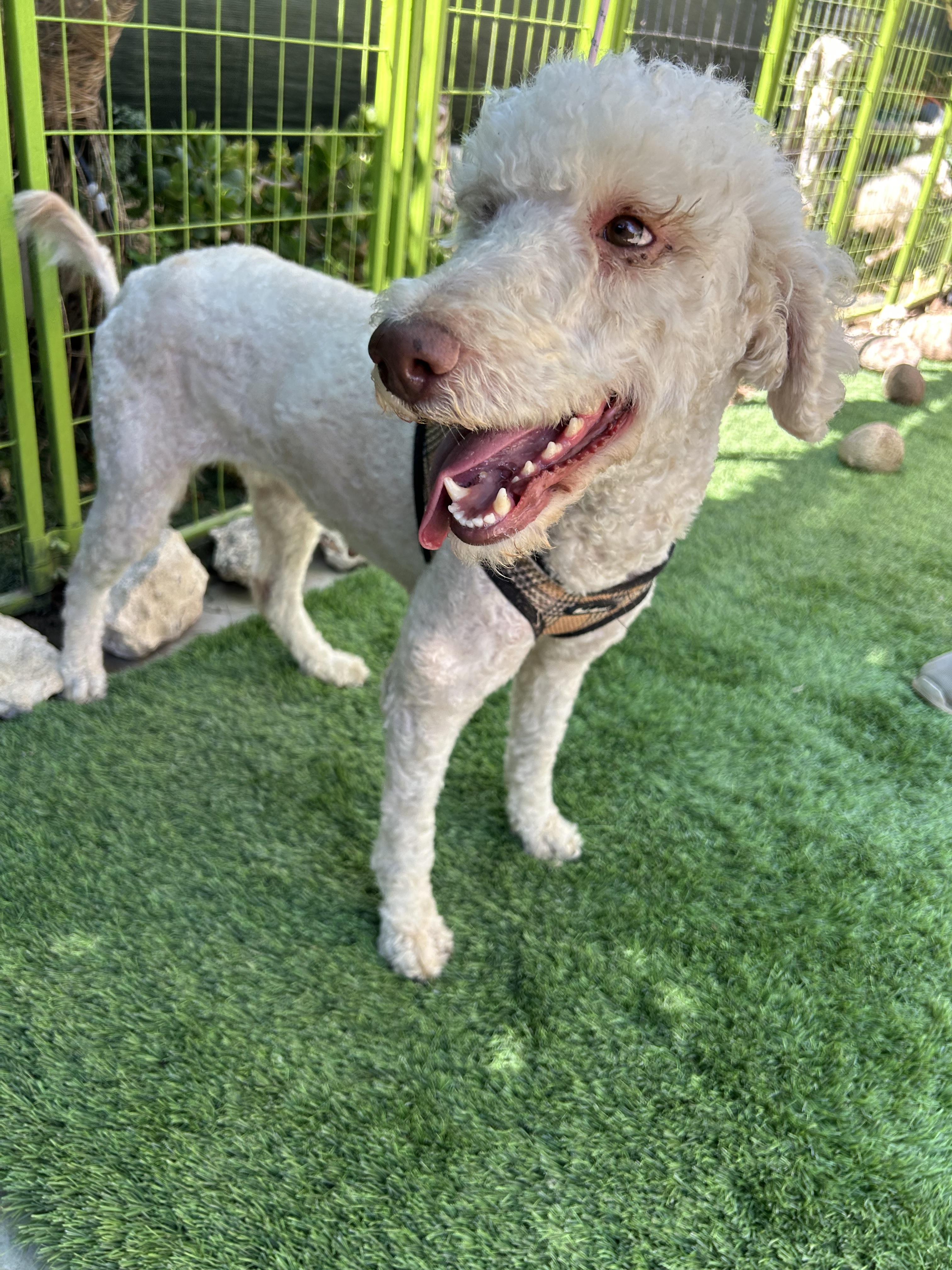 Enlarge FRANCIA, a ADOPTABLE mixed breed in Bell Gardens, CA image 6/6