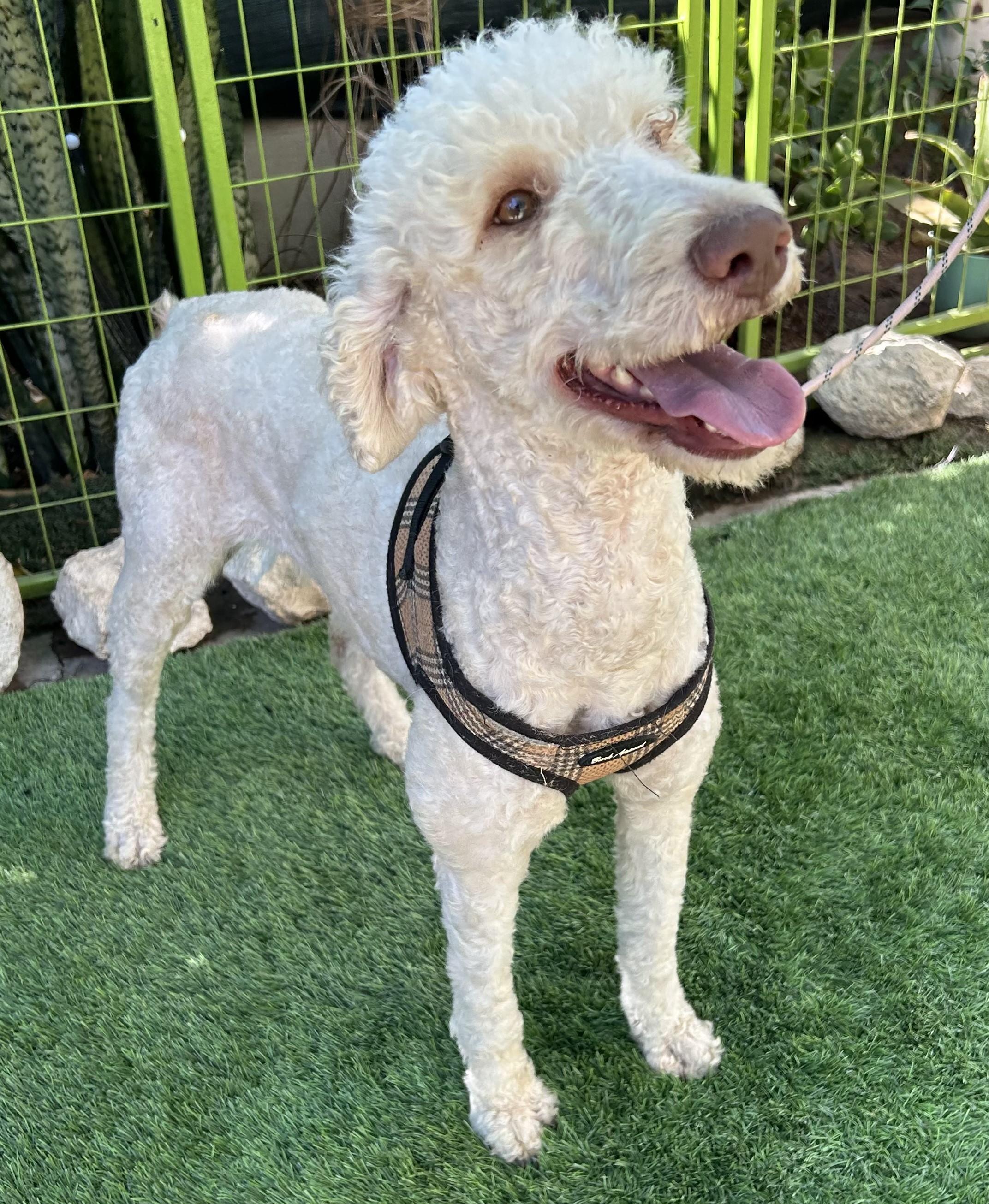 Enlarge FRANCIA, a ADOPTABLE mixed breed in Bell Gardens, CA image 3/6