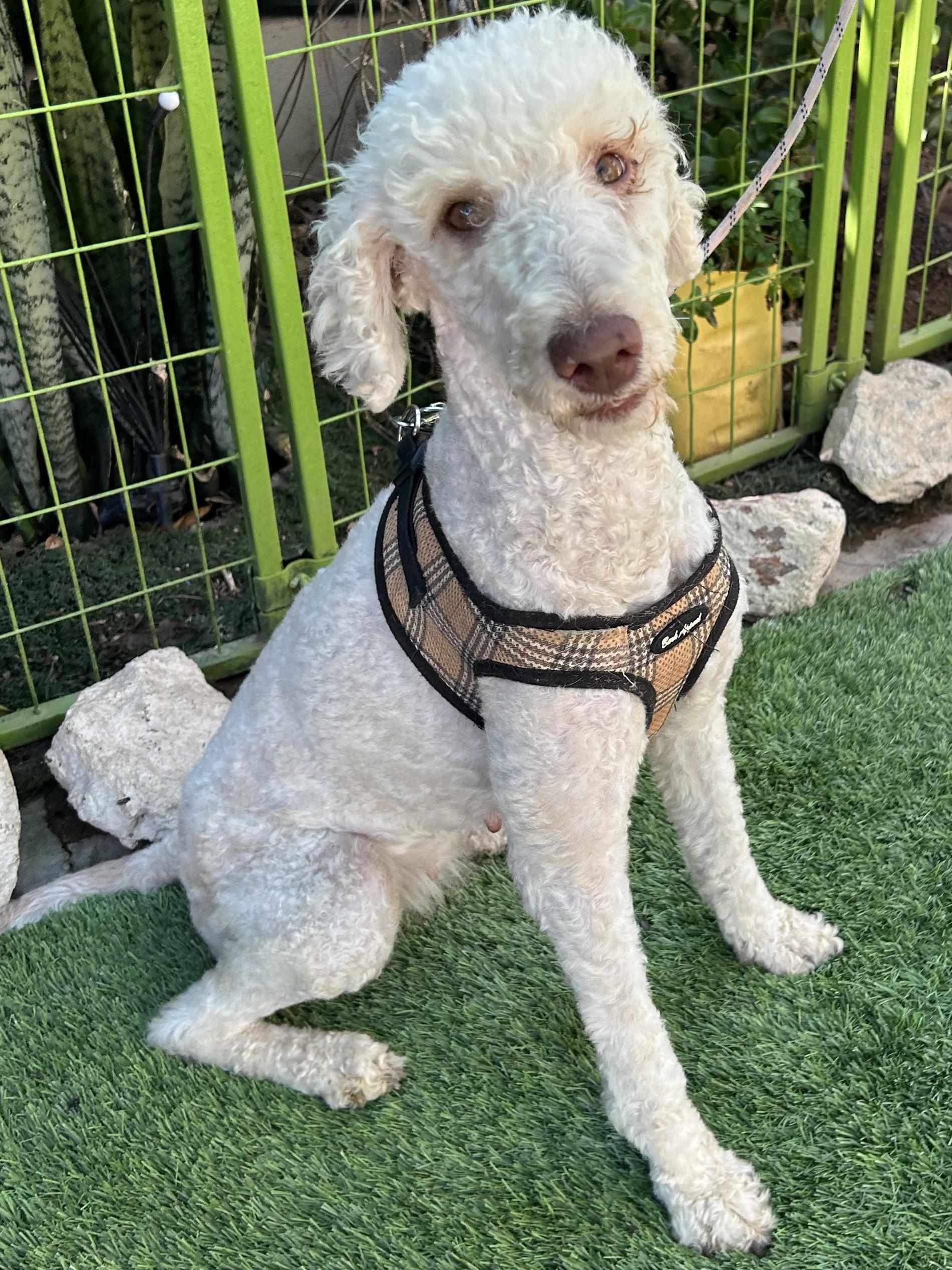 FRANCIA, ADOPTABLE, Young Female Labradoodle.