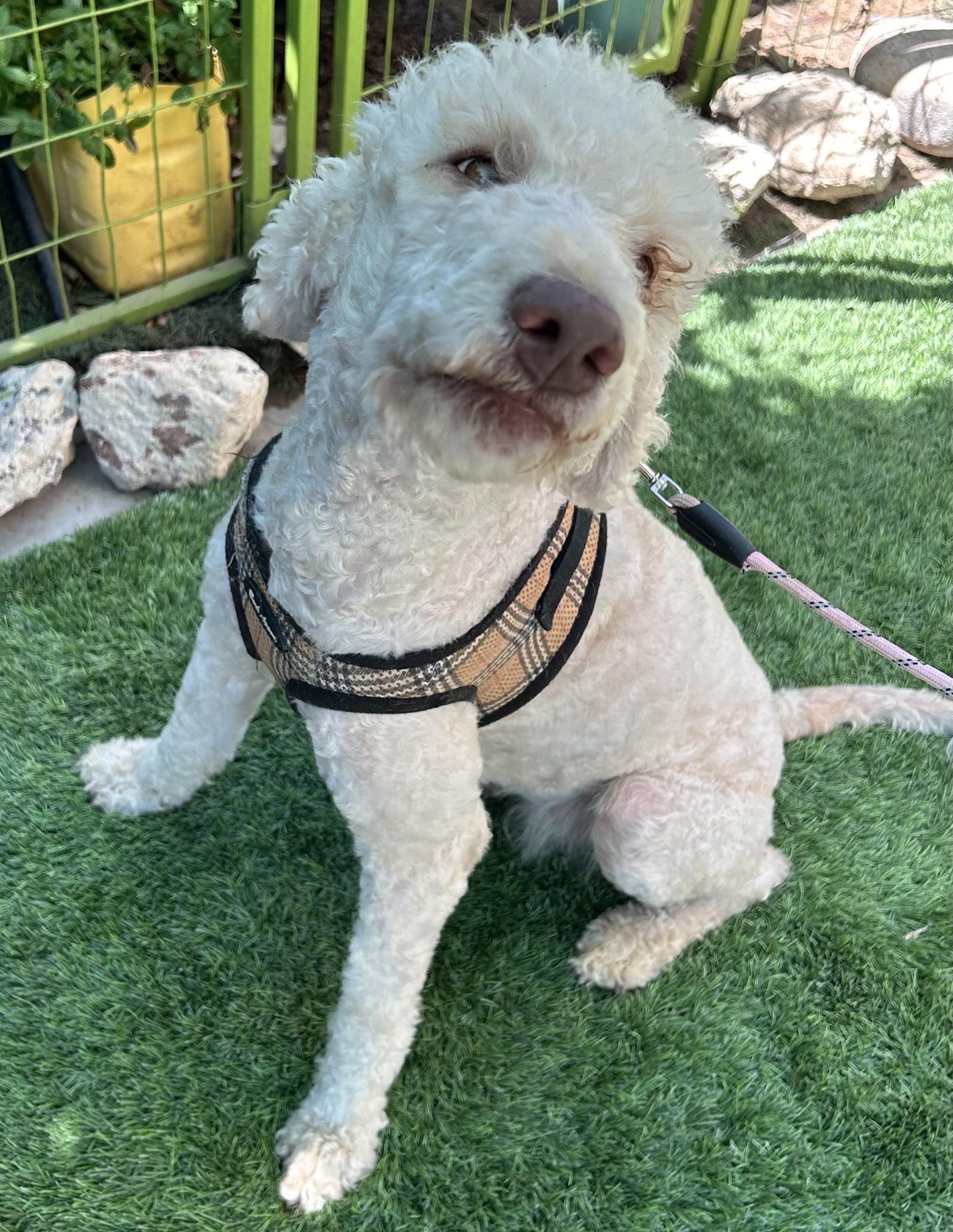 Enlarge FRANCIA, a ADOPTABLE mixed breed in Bell Gardens, CA image 5/6