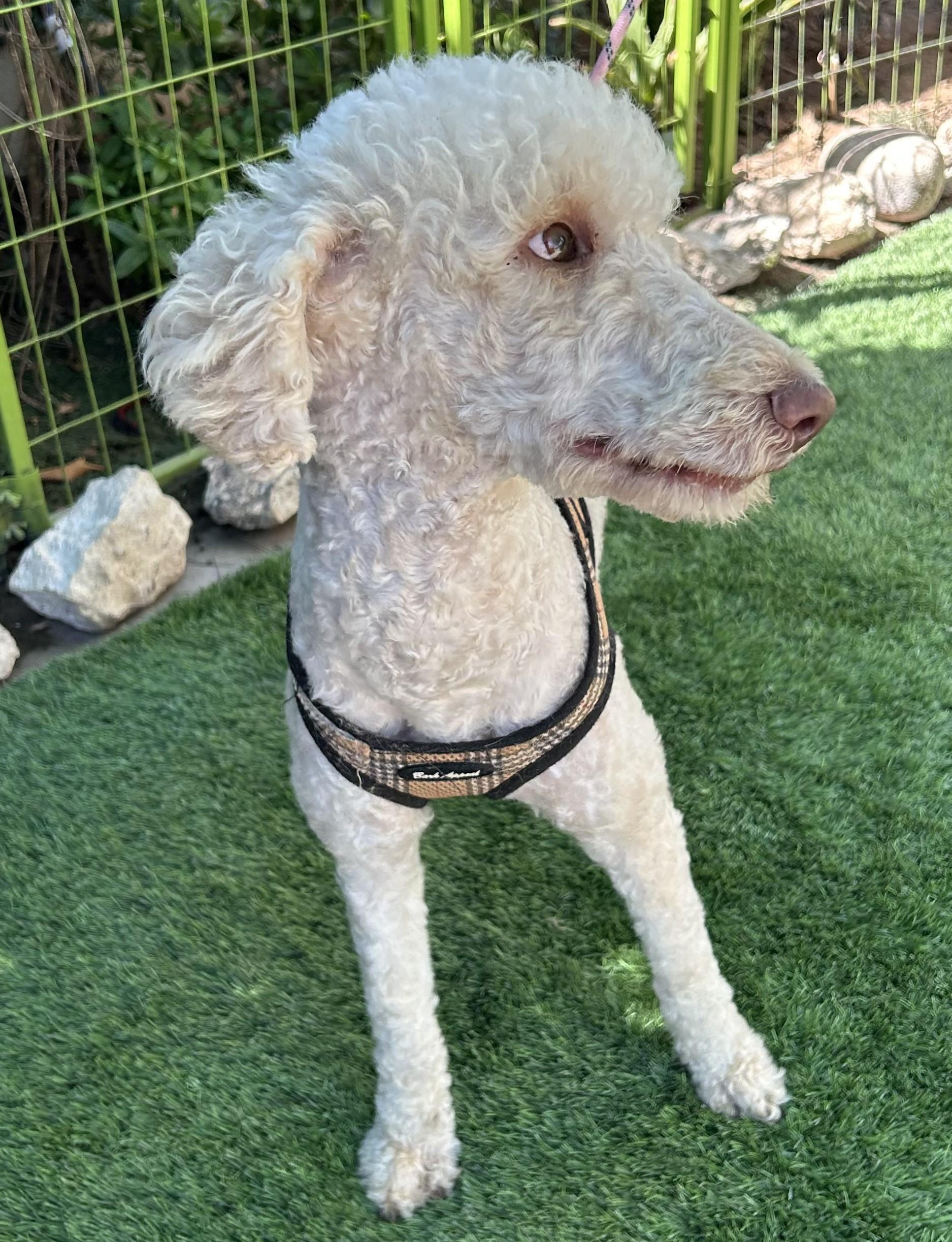 Enlarge FRANCIA, a ADOPTABLE mixed breed in Bell Gardens, CA image 2/6