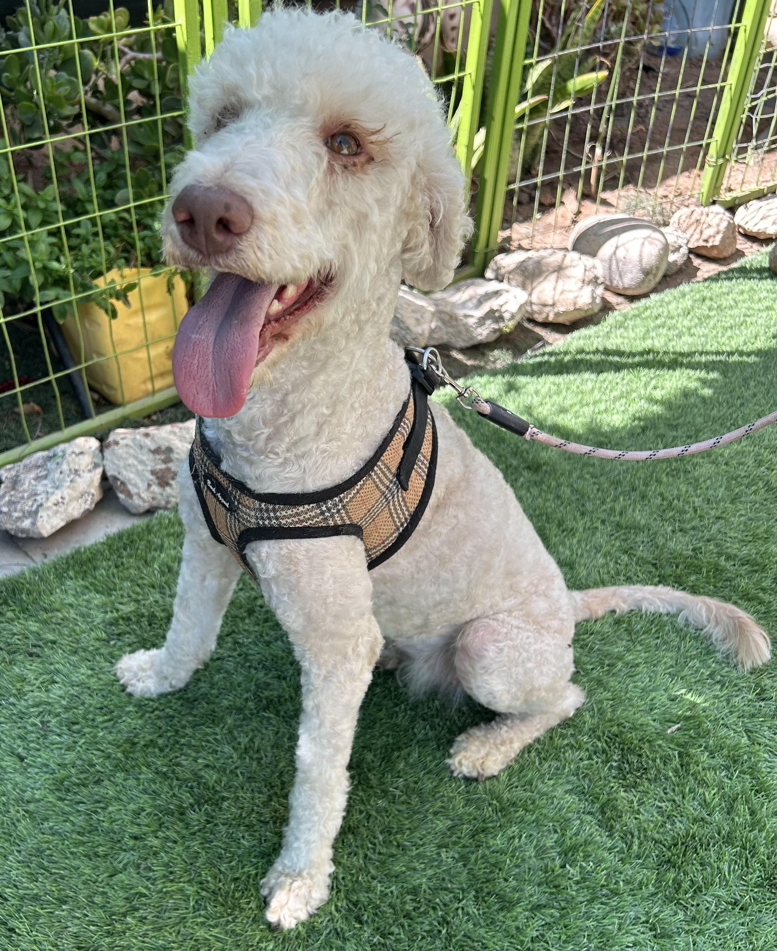 Enlarge FRANCIA, a ADOPTABLE mixed breed in Bell Gardens, CA image 4/6