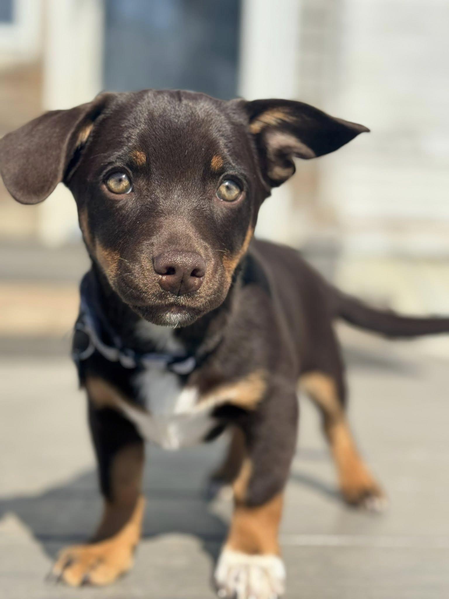 Enlarge Piper, an adopted mixed breed in Albany, NY image 5/6