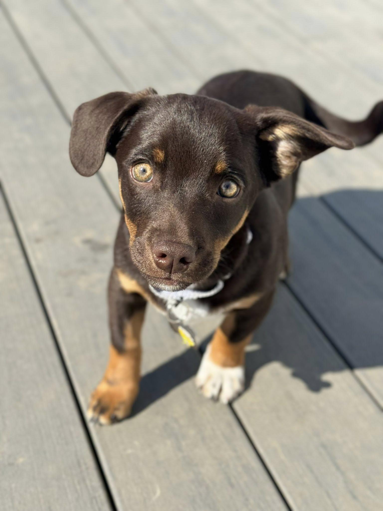 Enlarge Piper, an adopted mixed breed in Albany, NY image 4/6