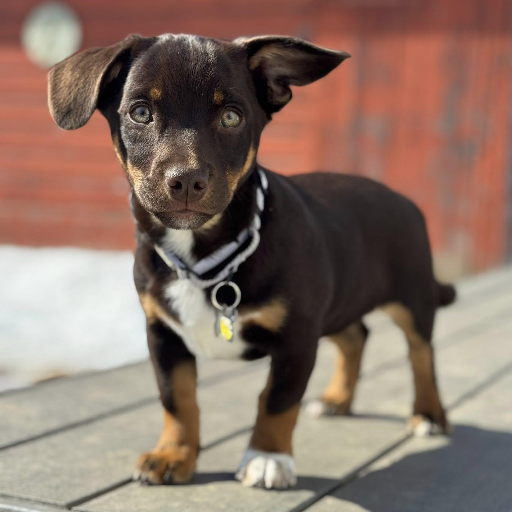 Enlarge Piper, an adopted mixed breed in Albany, NY image 2/6