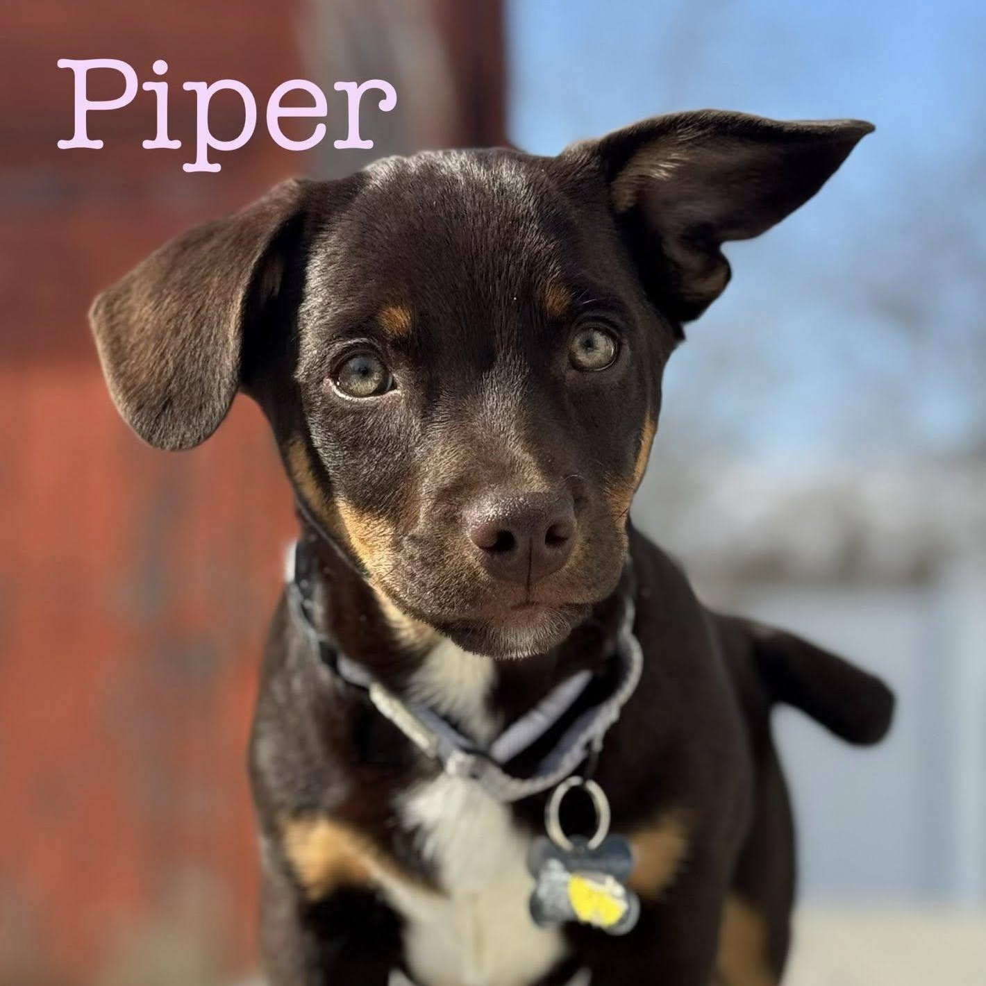 Enlarge Piper, an adopted mixed breed in Albany, NY image 1/6