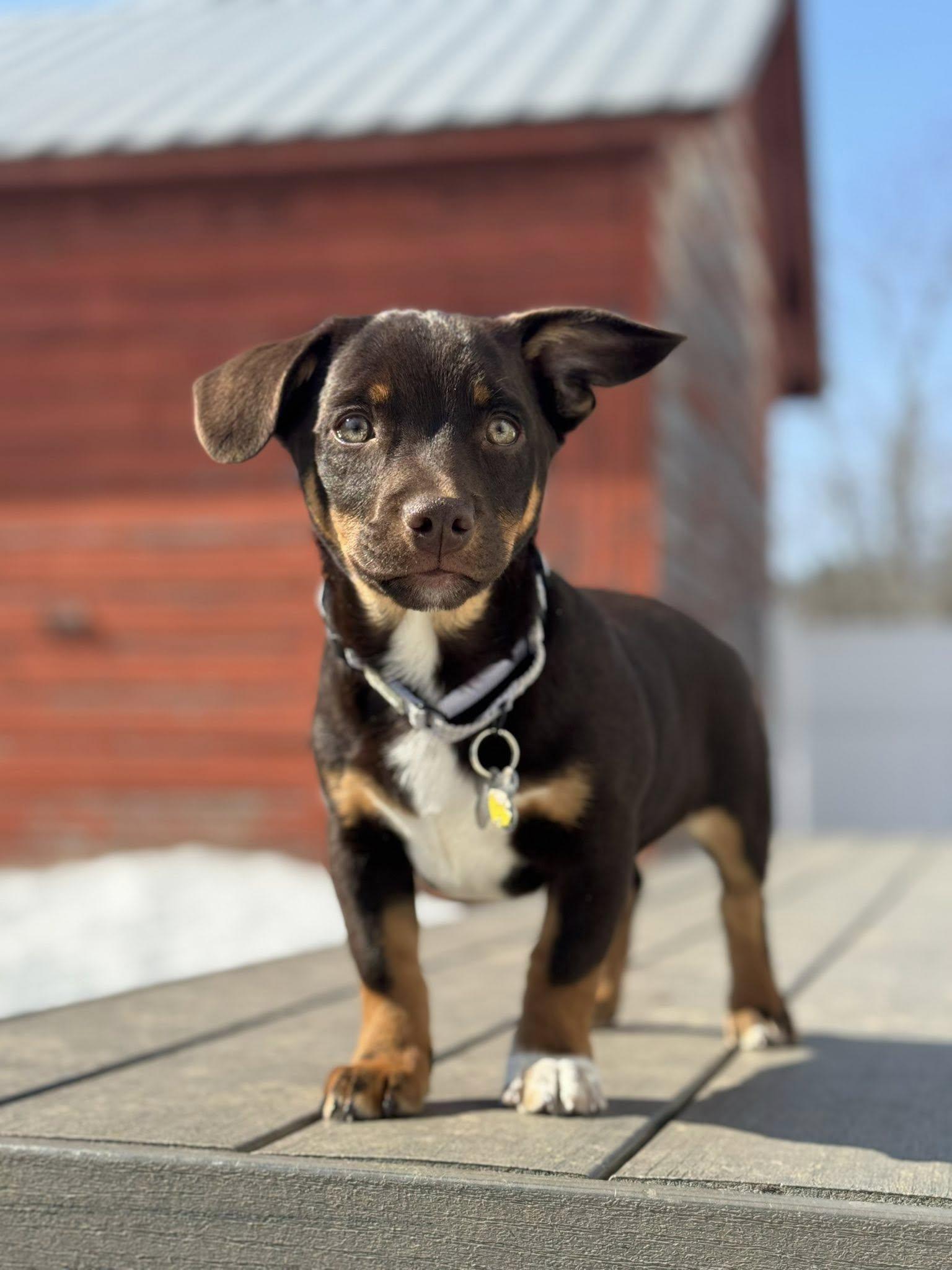 Enlarge Piper, an adopted mixed breed in Albany, NY image 3/6