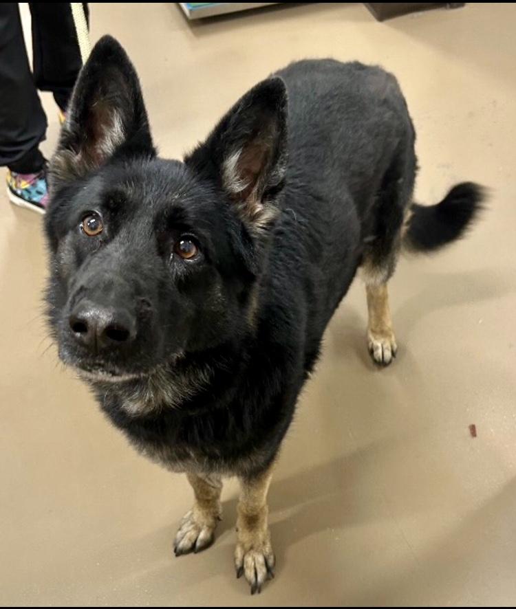 Enlarge Mya - at risk, a Adoptable German Shepherd Dog in Knoxville, TN image 1/1