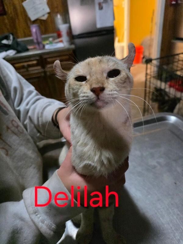 Delilah