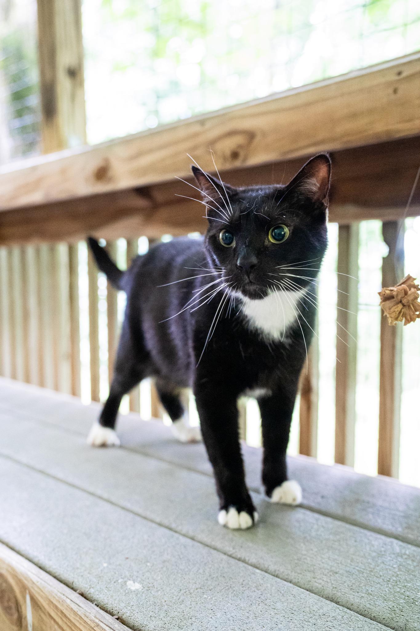 Uno, a Adoptable Domestic Short Hair in Dellslow, WV image 1/6