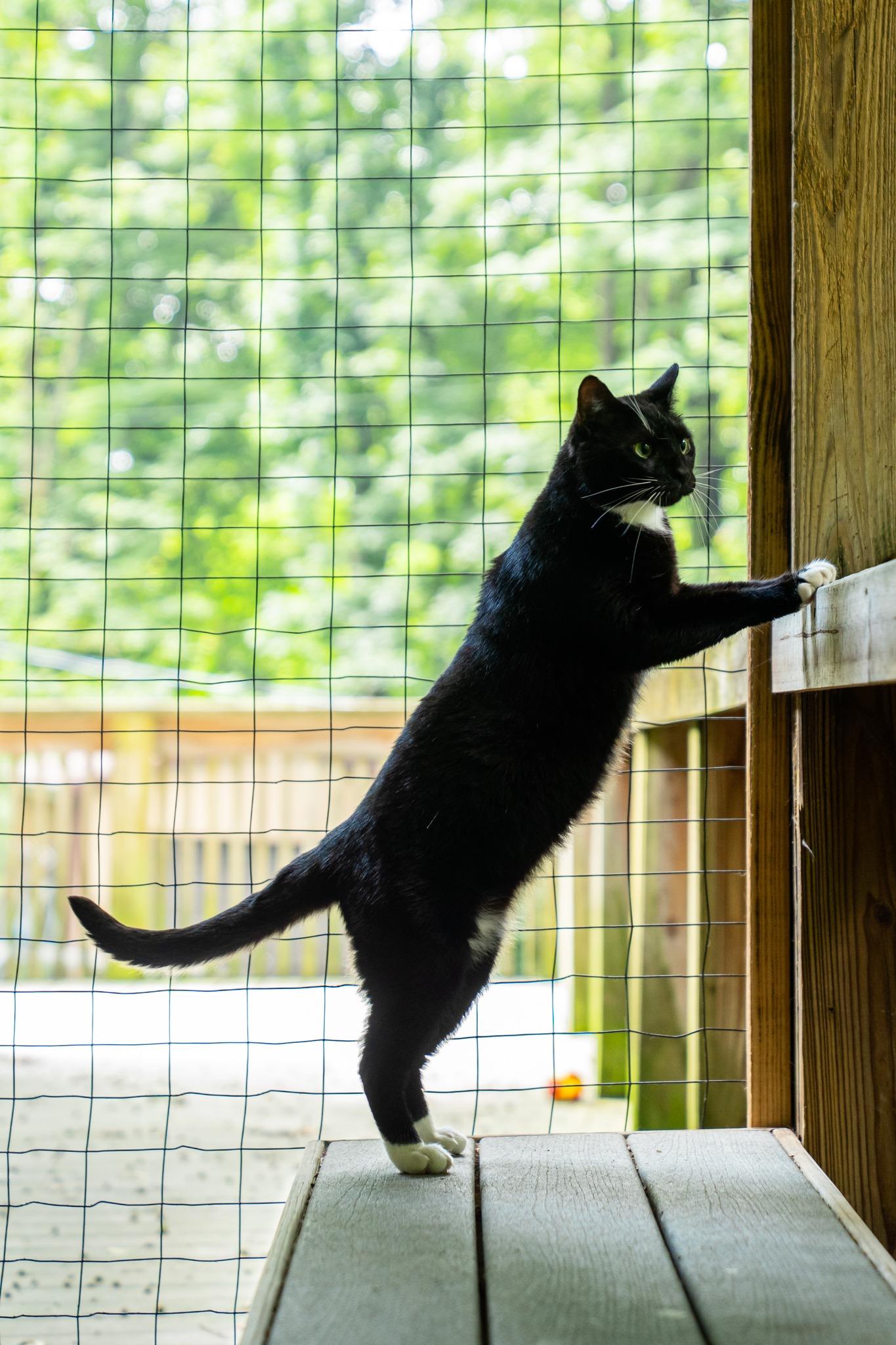 Uno, a Adoptable Domestic Short Hair in Dellslow, WV image 2/6