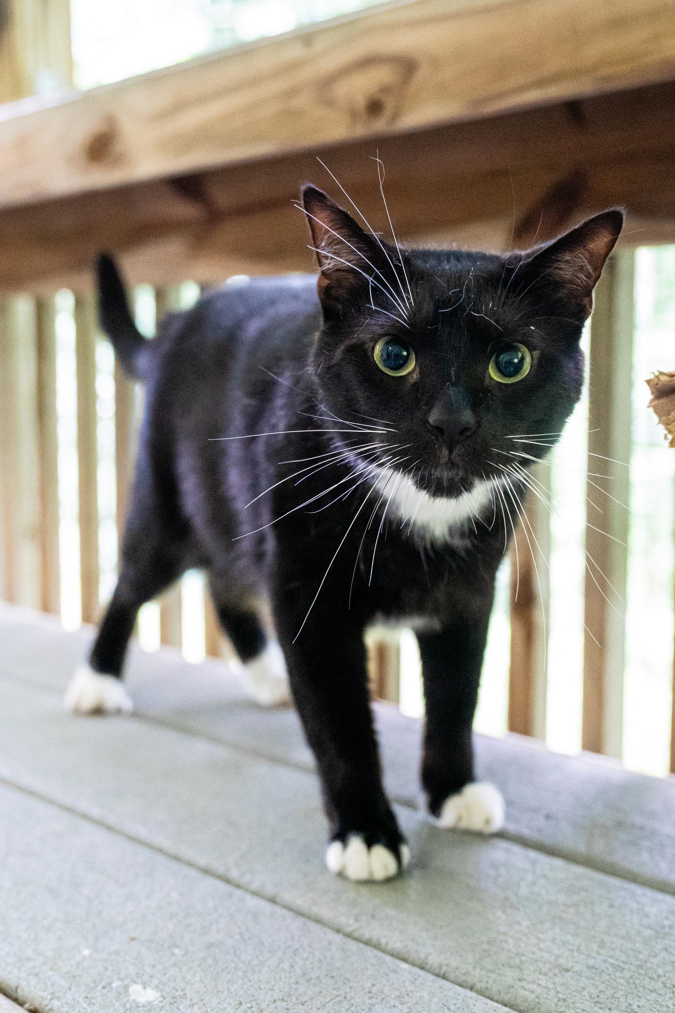 Uno, a Adoptable Domestic Short Hair in Dellslow, WV image 3/6