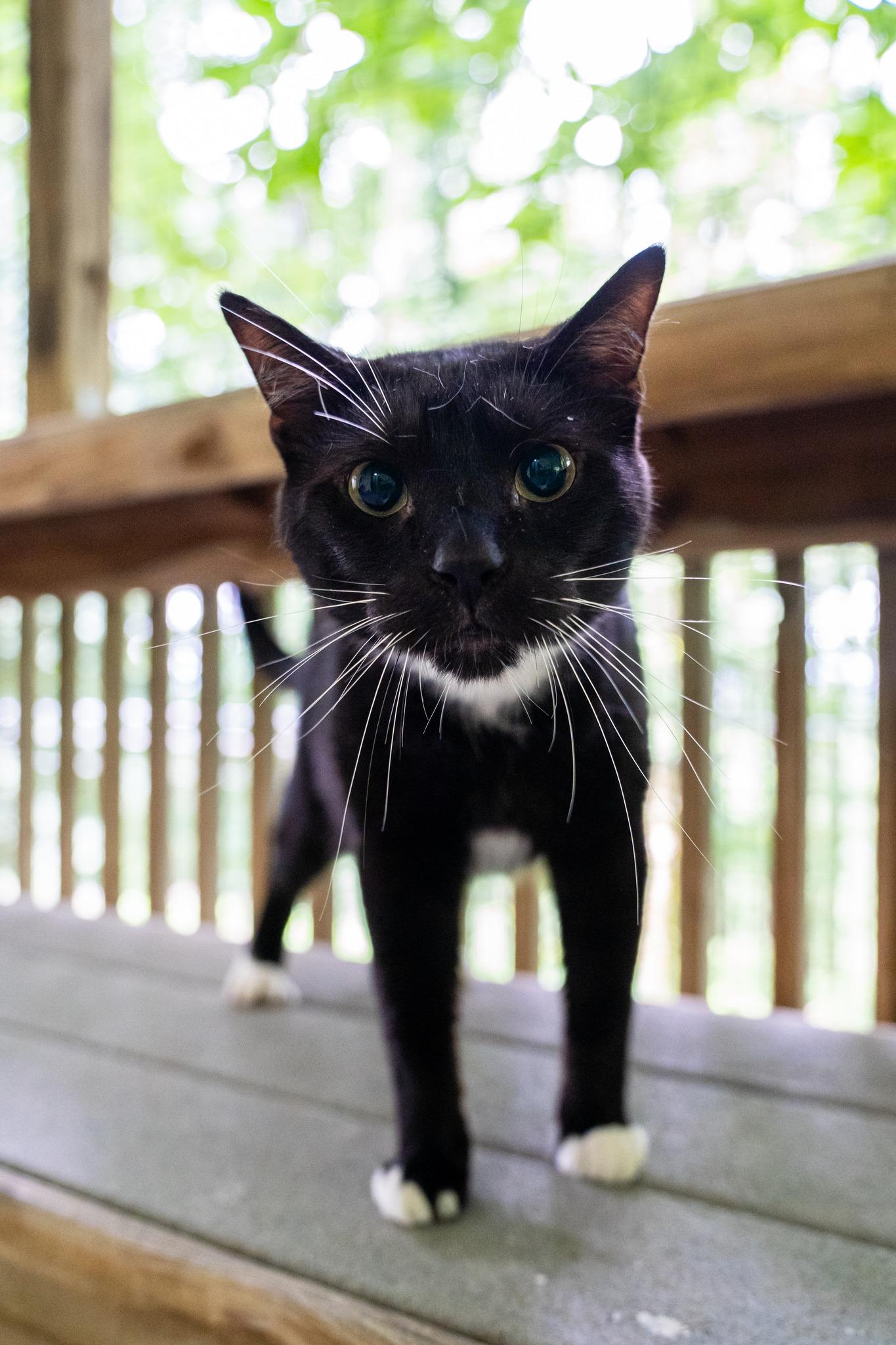 Uno, a Adoptable Domestic Short Hair in Dellslow, WV image 4/6