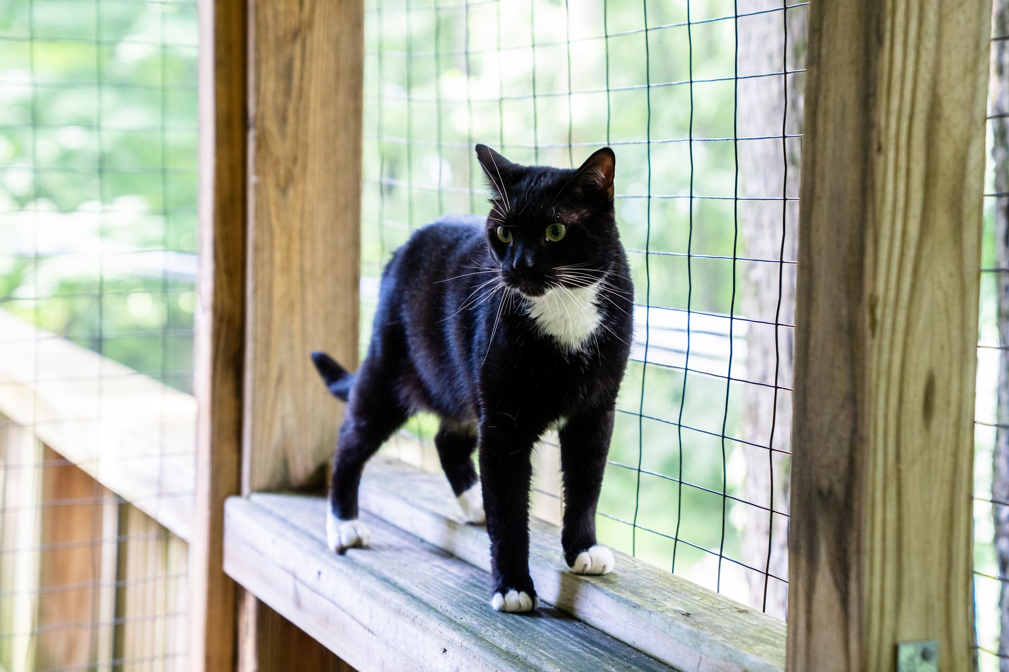 Uno, a Adoptable Domestic Short Hair in Dellslow, WV image 5/6
