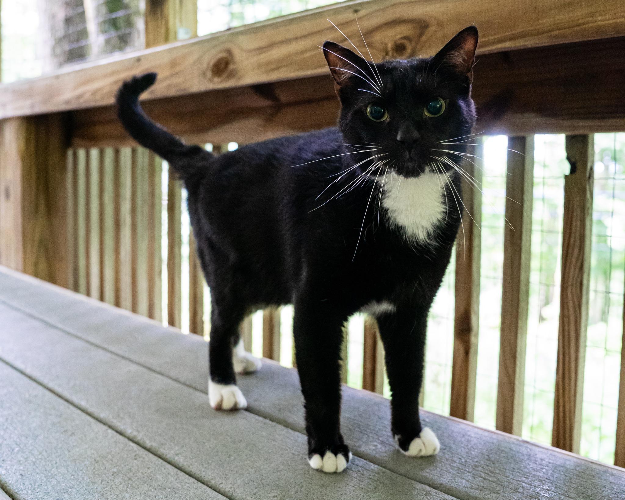 Uno, a Adoptable Domestic Short Hair in Dellslow, WV image 6/6