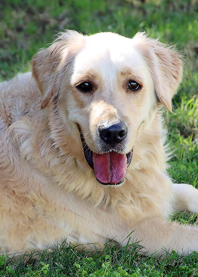Moxie, Adoptable, Young Female Golden Retriever.