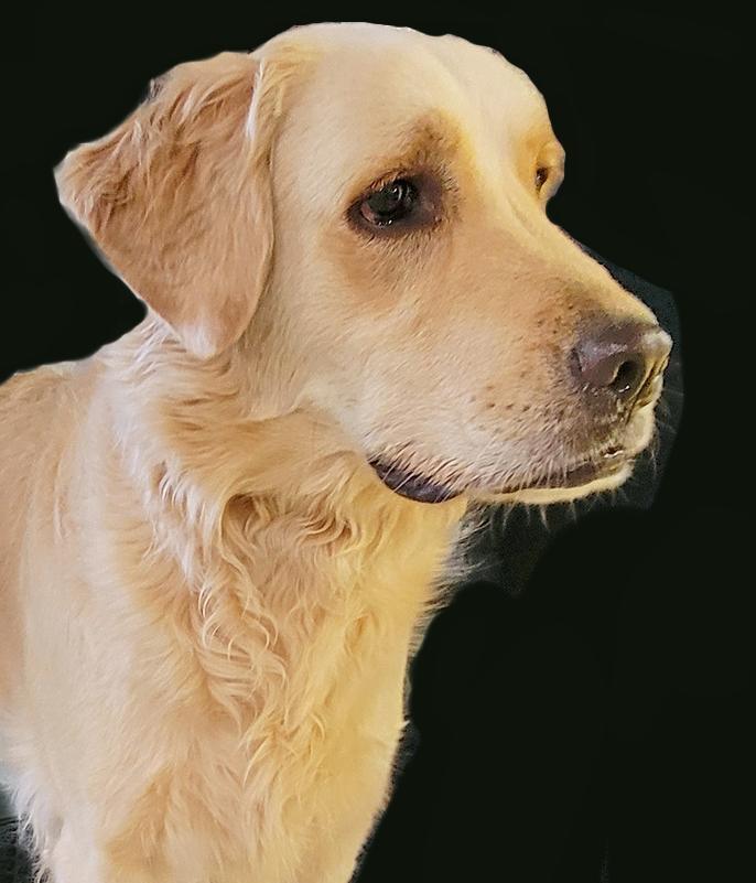 Enlarge Moxie, a Adoptable Golden Retriever in Glendale, AZ image 1/3