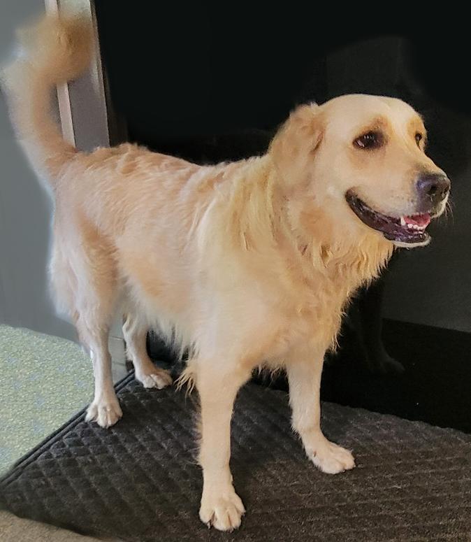 Enlarge Moxie, a Adoptable Golden Retriever in Glendale, AZ image 2/3