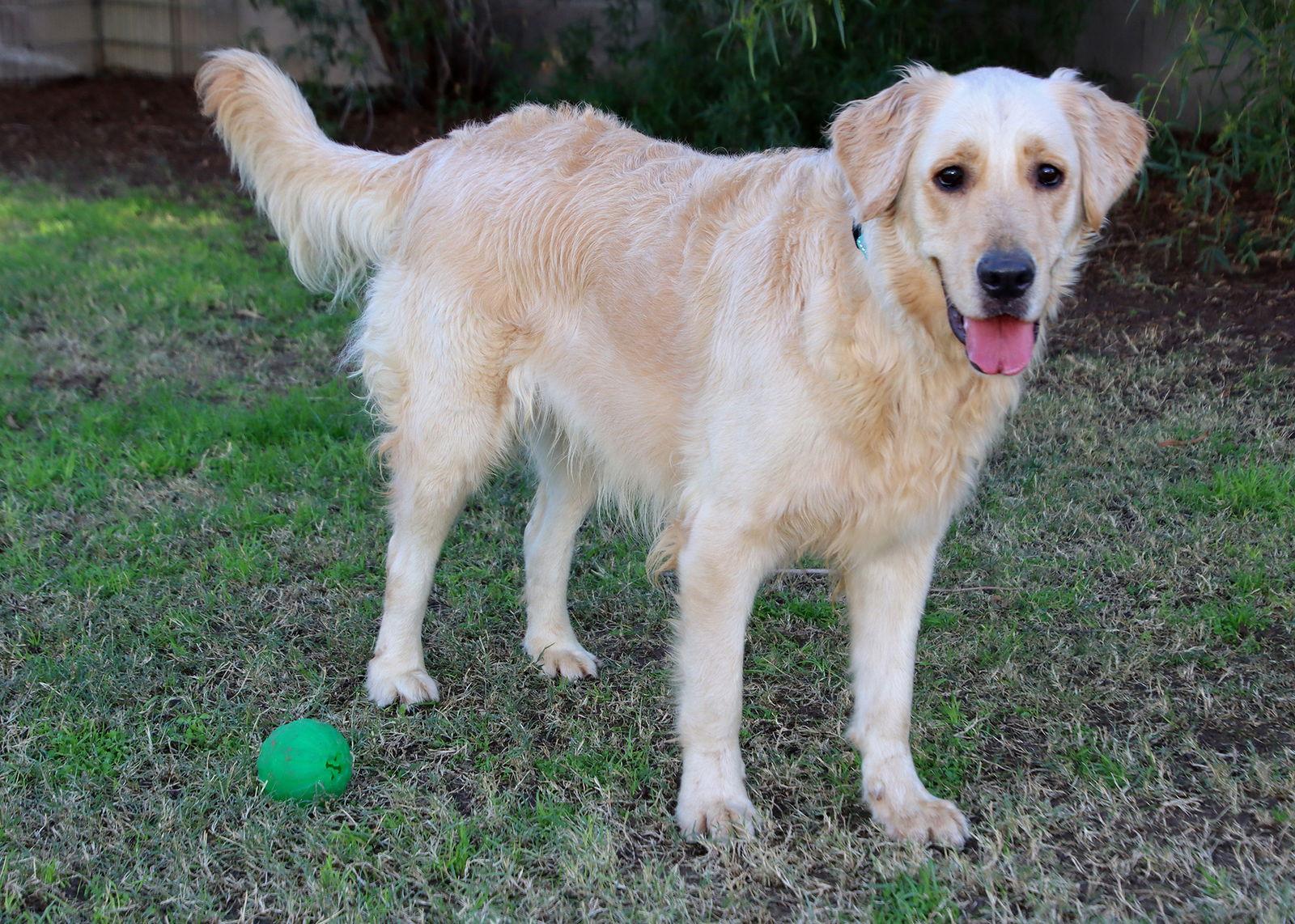 Moxie, Adoptable, Young Female Golden Retriever.