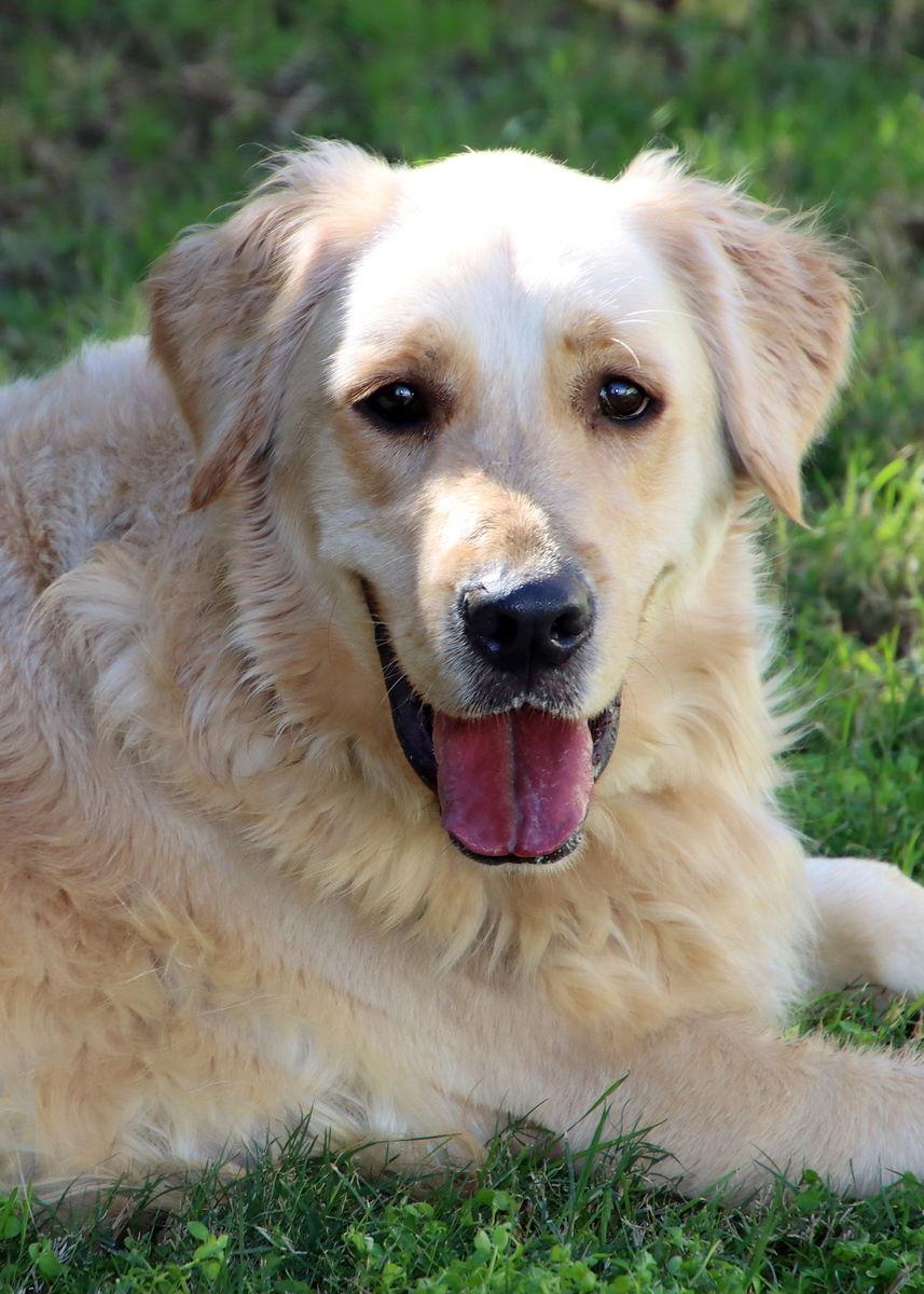 Enlarge Moxie, a Adoptable Golden Retriever in Glendale, AZ image 2/3