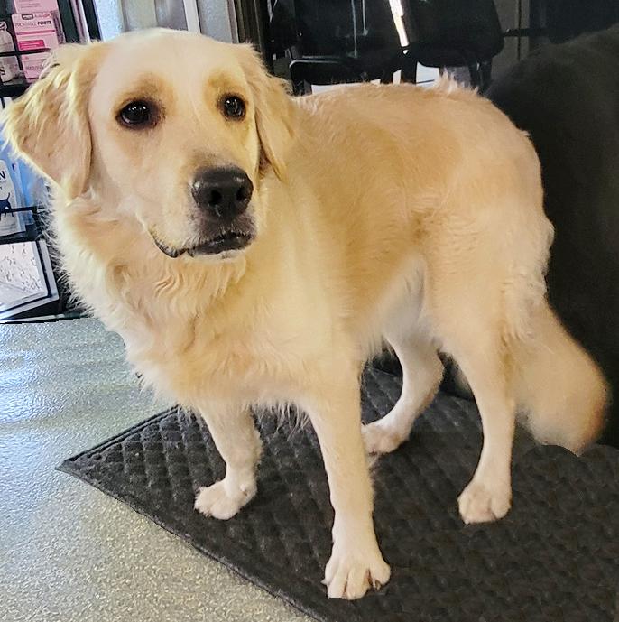 Enlarge Moxie, a Adoptable Golden Retriever in Glendale, AZ image 3/3
