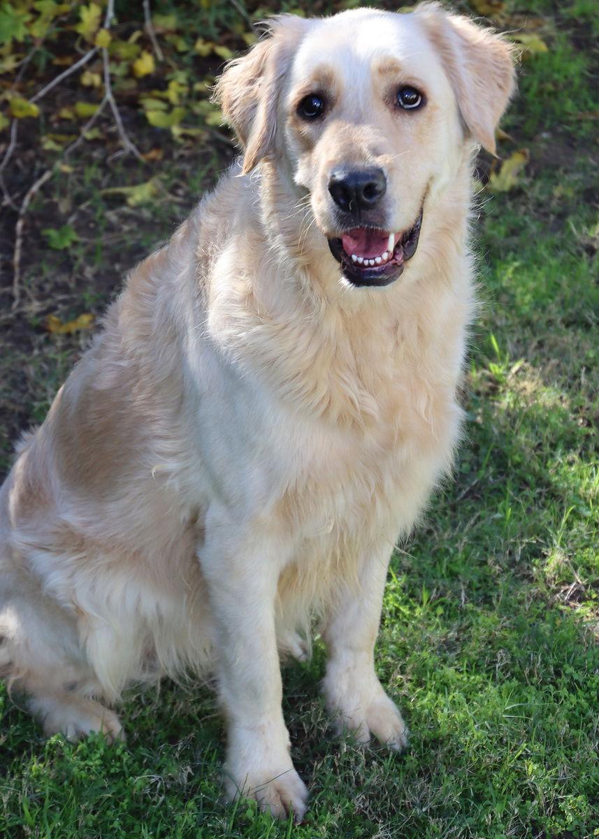 Enlarge Moxie, a Adoptable Golden Retriever in Glendale, AZ image 3/3