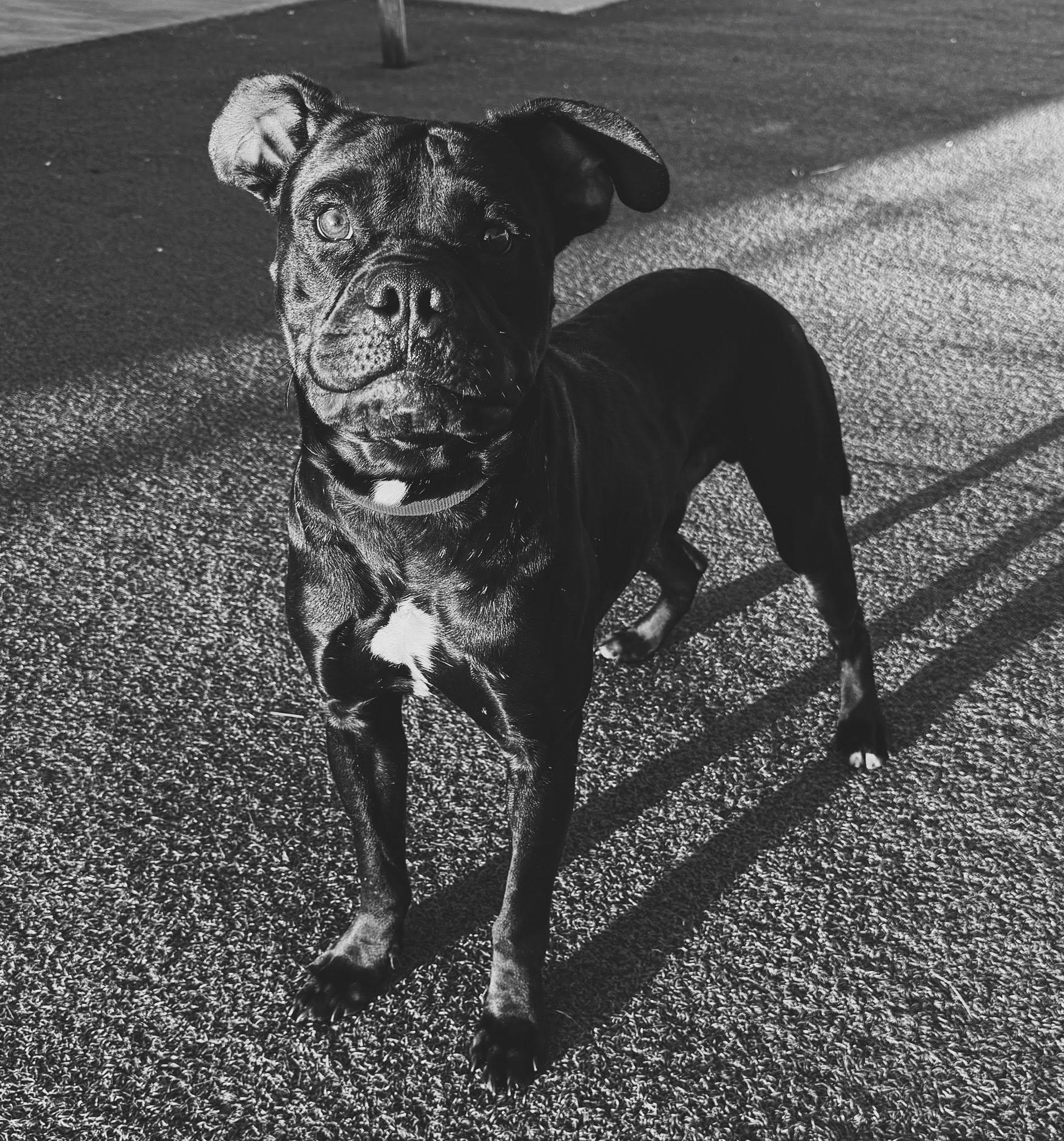LL Cool J, an adoptable mixed breed in Hays, KS image 6/6
