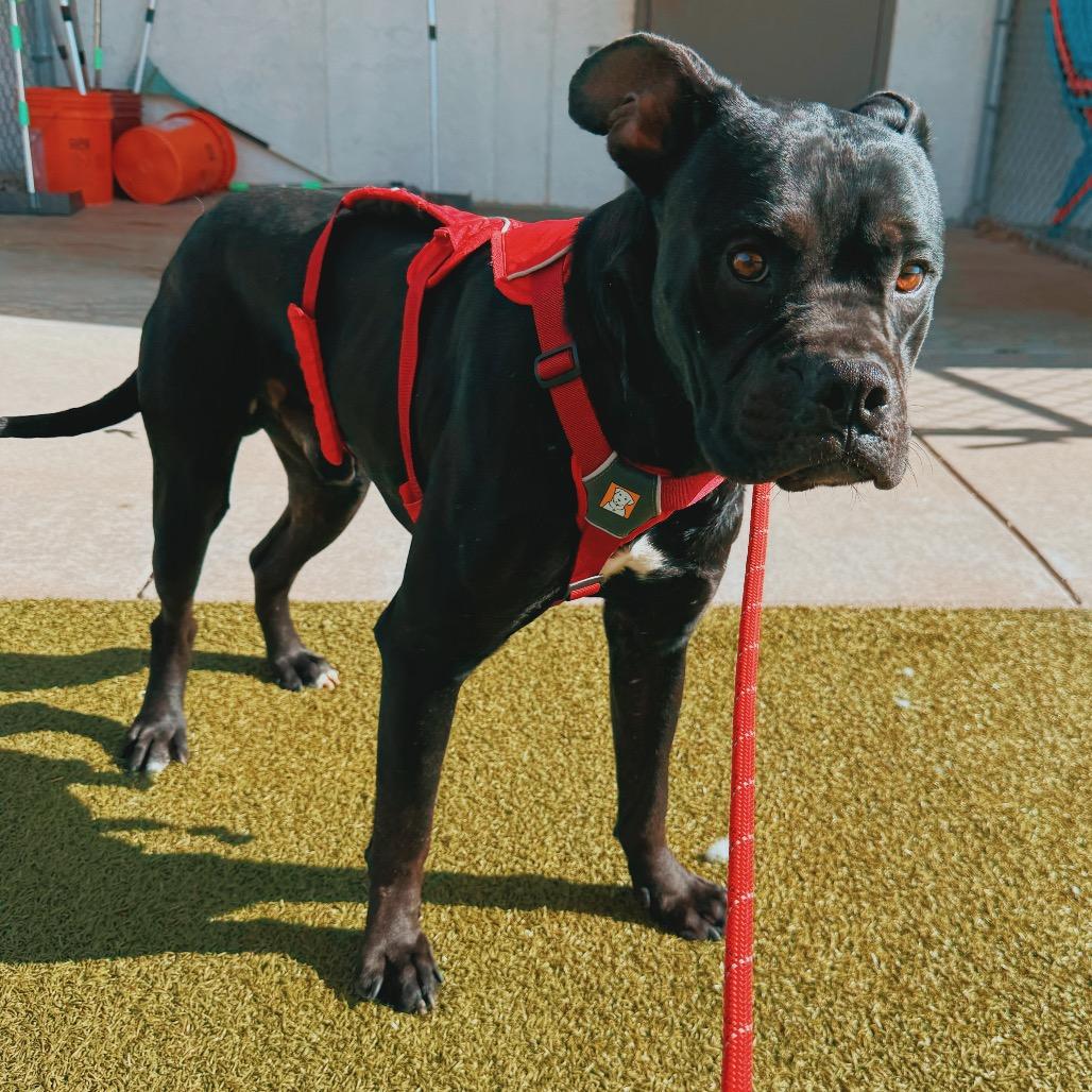 Enlarge LL Cool J, an adoptable mixed breed in Hays, KS image 4/4